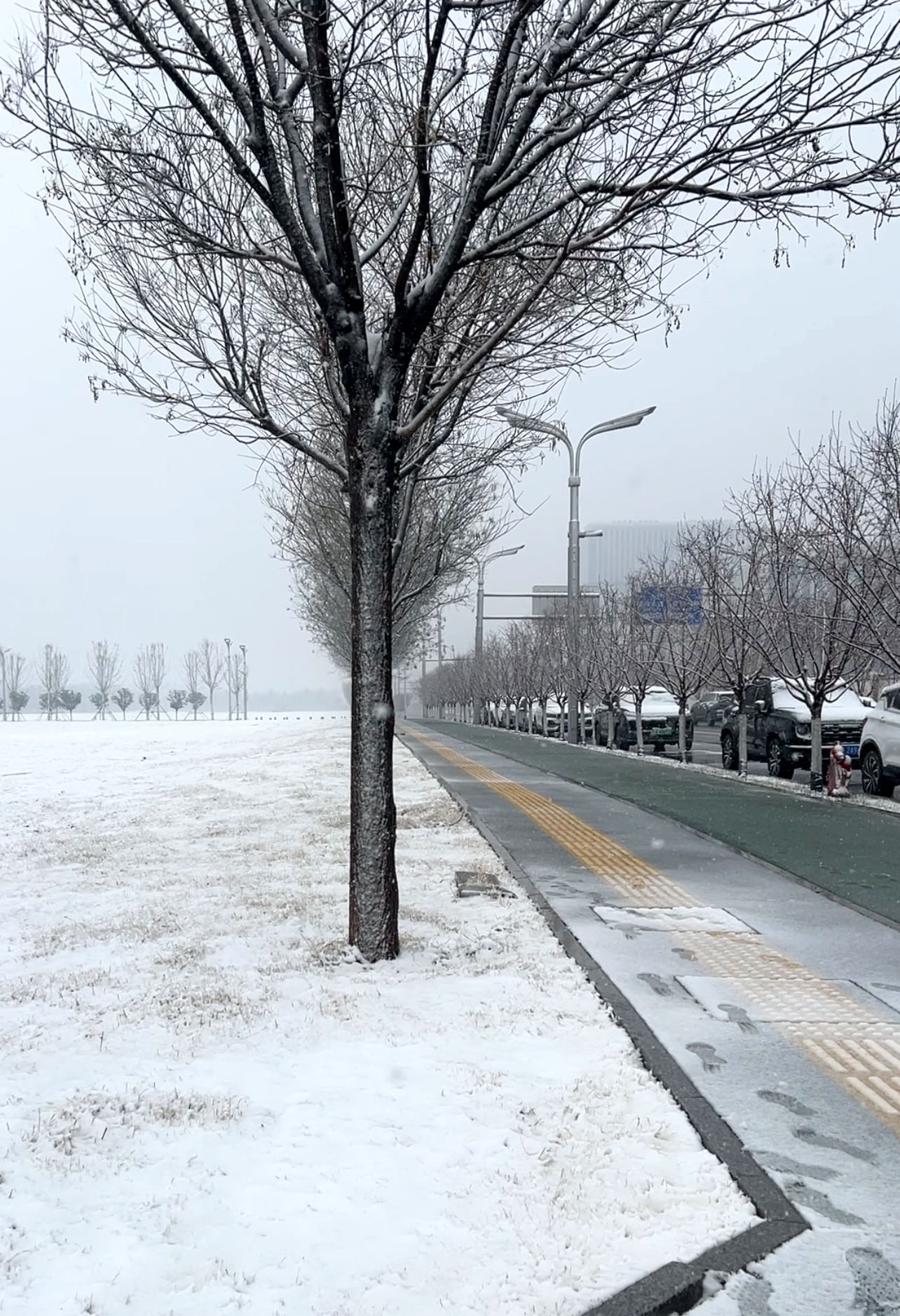 2025.12.31雪.jpg 2025.12.31雪.jpg